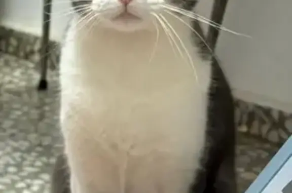 ¡Gato Perdido! May, Gris y Blanco en El Ejido