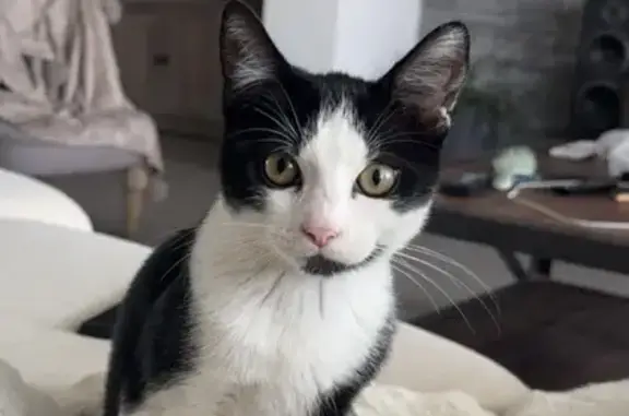 Chaton perdu, non sevré, tache noire menton - photo