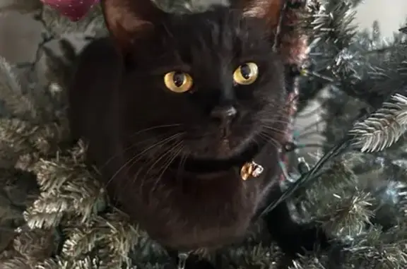 Lost: Black Cat with Green Eyes & Heart Collar