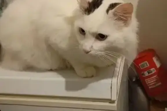 Chat perdu : Sony, blanc et noir, Évry - photo