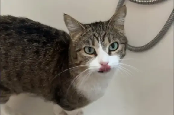 Animaux perdus , photo: URGENT : Chatte Radja perdue à Colomiers
