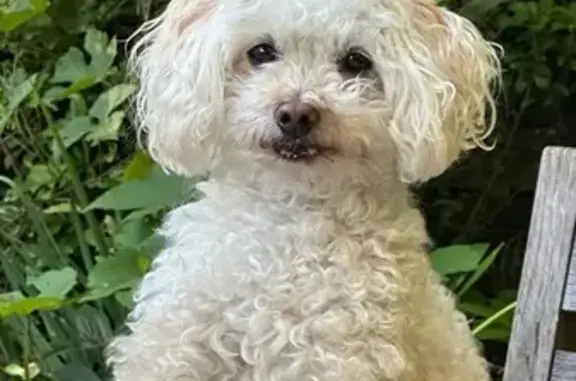 Missing dog , photo: Missing: Scruffy White Mini Poodle