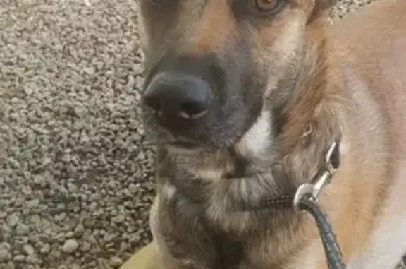 Chien perdu : Malinois-Husky beige, Vienne - photo