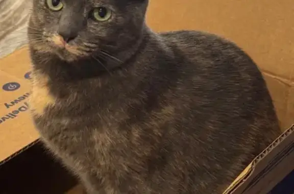 Lost Gray & Tan Cat in Parkway Pines