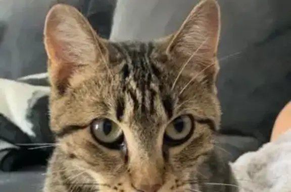 Lost Cat Alert: South Jordan, Utah