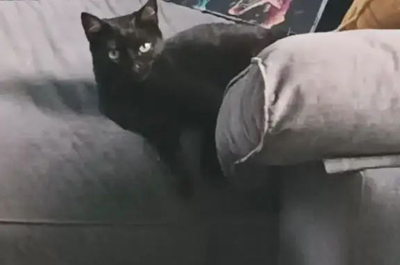 Chat perdu, Nouvelle-Aquitaine, photo: Chatte noire perdue à Larrivière-Saint-Savin