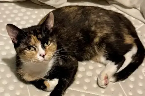Lost Calico Cat: White-Tipped Tail