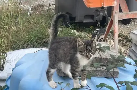 Chat trouvé Changé, photo: Chaton sociable trouvé Route du Tertre
