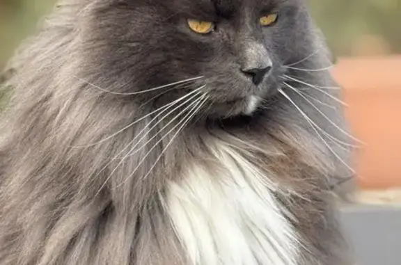 Chat perdu: Tallak, grand norvégien gris-blanc - photo