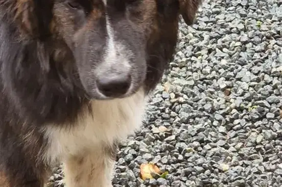 Chien trouvé , photo: Chien trouvé : jeune border collie croisé