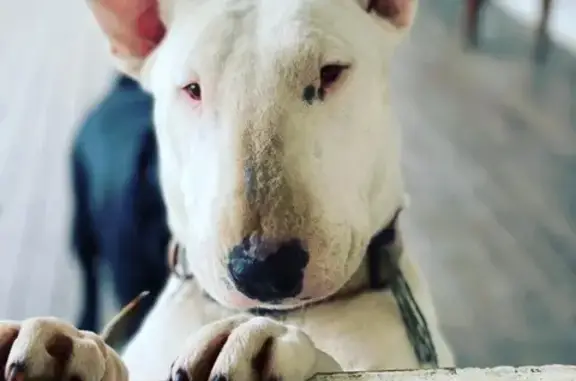 Lost White Bull Terrier in Sun...