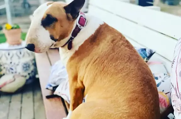 Lost Red & White Bull Terrier...