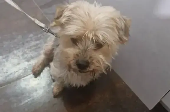 Animaux trouvés , photo: Chien fauve trouvé à Saint-Marceau