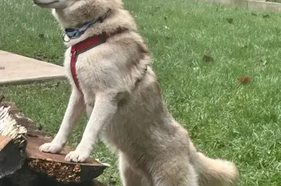 Missing dog , photo: Lost Skittish Dog in Lake Junaluska, NC