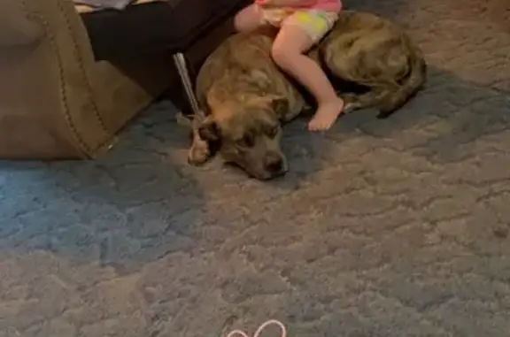 Lost Brindle Dog on Lower Moncure Rd