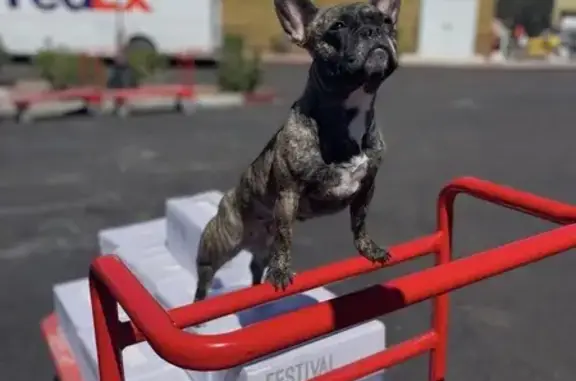 Lost Brindle Dog: Sweet & Spanish-Speaking