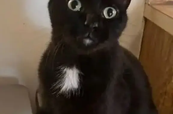 Lost Black Cat, Male, Manhattan Court, NY