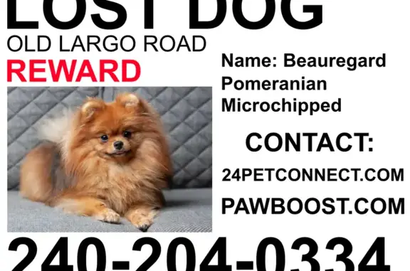 Lost Orange Dog, 7lbs, Upper Marlboro