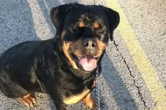Lost Rottweiler: Baldwin Ave, Waukegan