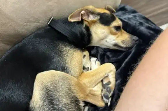 Found dog Arizona City, photo: Friendly Dog Found at Coldwater Golf Club