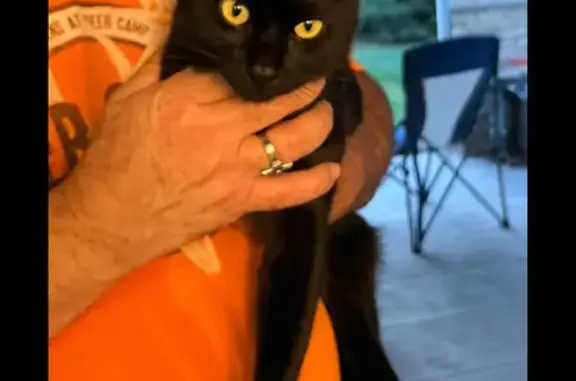 Lost Black Cat: Timid, Green Eyes, WI