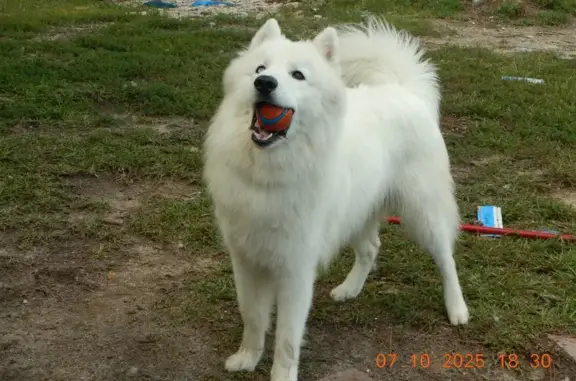 Missing dog Wendell, photo: Lost Dog: Anxious, Needs Medication