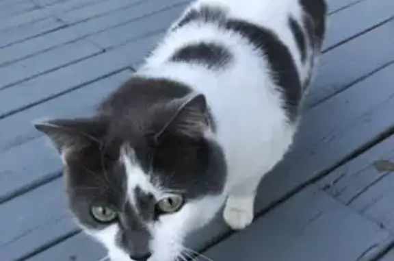 Lost Cat: Friendly White & Grey Beauty