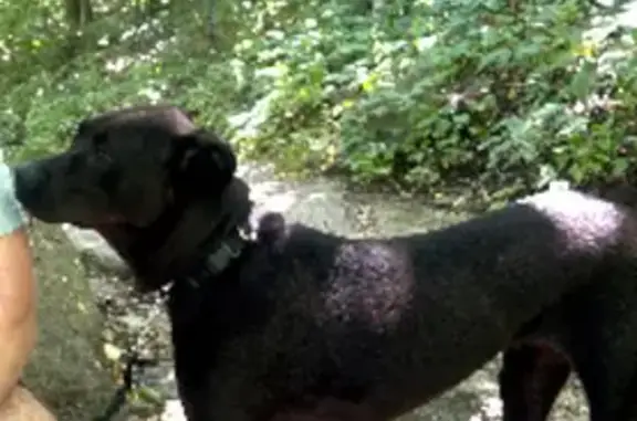 Missing: Shy Black Lab Mix, Nova