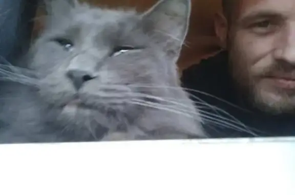 Lost pets Missouri City, photo: Lost Gray Fluffy Cat in Kansas City