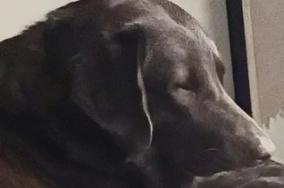 Missing dog San Benito, photo: Lost Huge Brown Lab, Turner Rd, San Benito