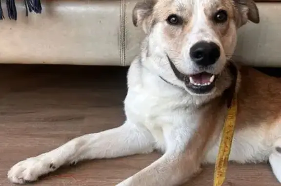 Perrito Dócil y Perdido en Calle Pachuca