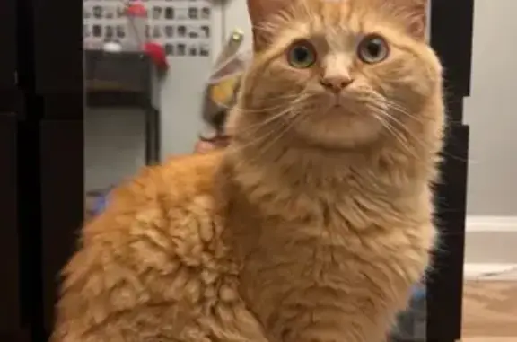 Lost Orange Tabby Cat: Aubie in Smyrna