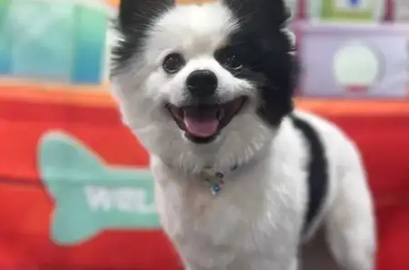 Lost Pomeranian: Benji, Albany OR