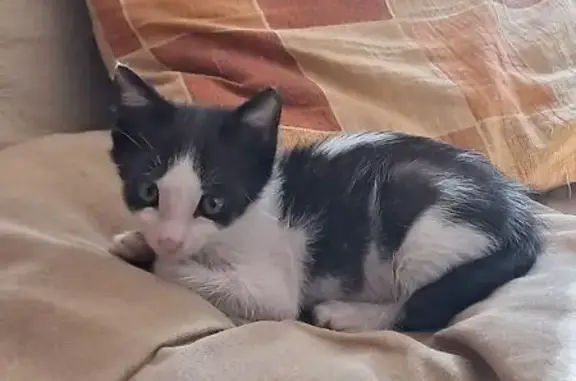 Gatito Perdido: 3 Meses, Rabo Corto - Madrid