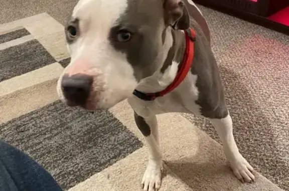 Lost Blue Nose Pitbull: Help Find Charlie