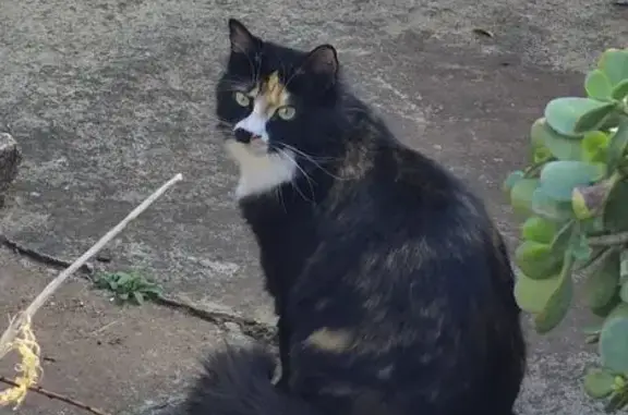 Lost Cat: Brown Patch & Socks - Boksburg