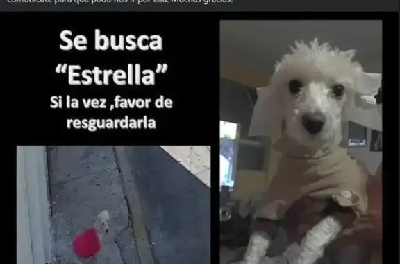 Perro Perdido: Blanca con Suéter Rosa en Coacalco