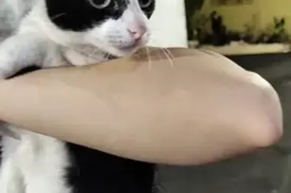 gato encontrada