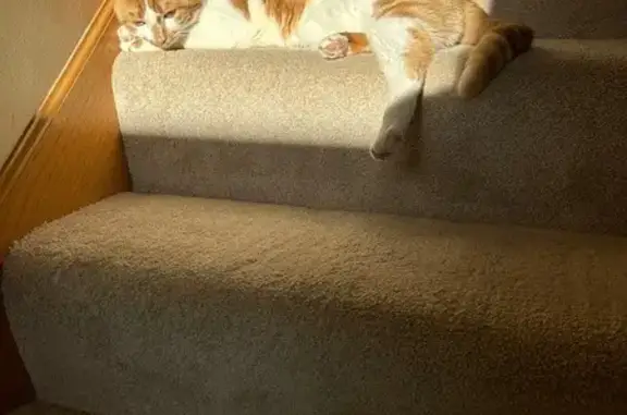 Green-Eyed Cat Missing on Washington St