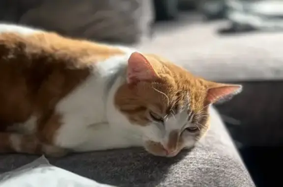 Lost Cat: Nico Missing on Washington St