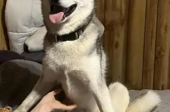 Lost Sweet Husky in Hartford City, IN