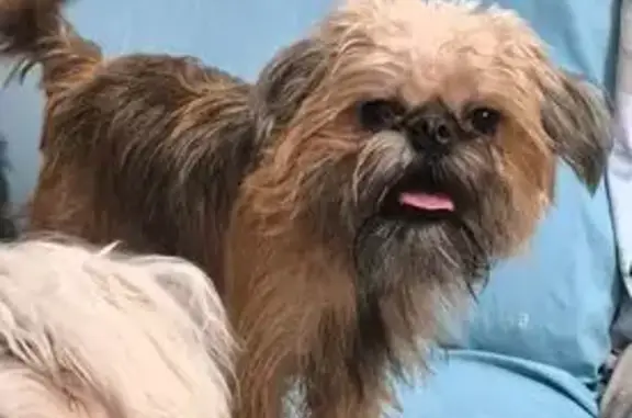 Perro perdido: Marrón con manchas negras y blancas