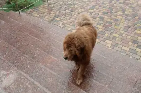 Знайдено собаку , фото: Знайдена собака в Софіївській Борщагівці