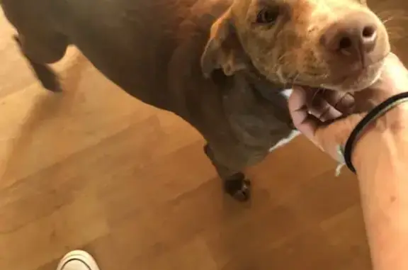 Lost Timid Dog: Frederick St, Central Coast