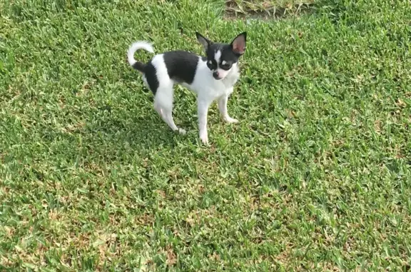 Perro Perdido: Pequeño, Blanco y Negro en Can Picafort