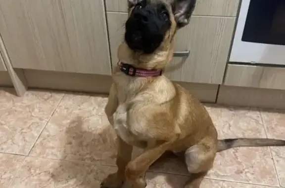 Perro perdido: Colla rosa en Calalberche