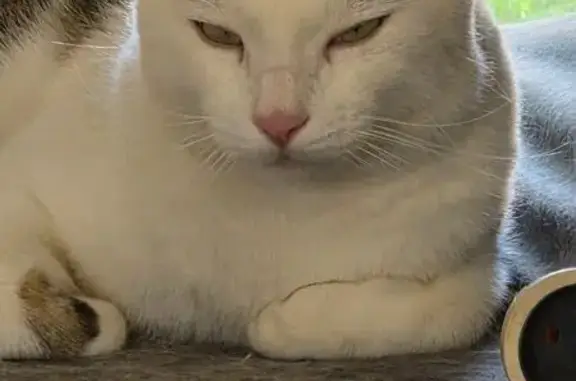Chat blanc tigre perdu à Seysses - photo