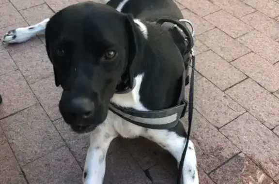 Chien perdu avec harnais à Pau - photo