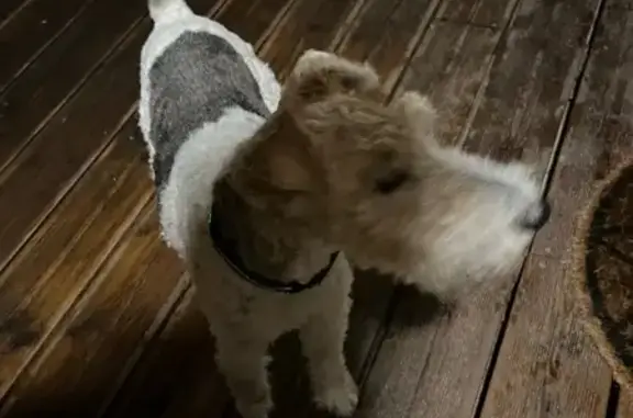 Chien trouvé Ouistreham, photo: Fox Terrier trouvé à Ouistreham