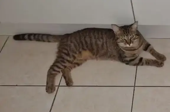 Chat tigré sombre perdu à Mazé-Milon - photo